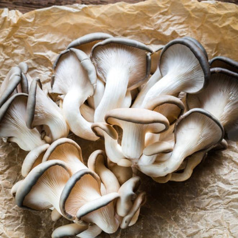 The Makers Way Foraging - Oyster Mushrooms