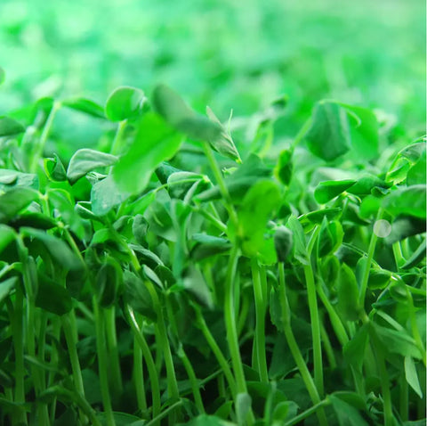 Grassland Greens- Sprouts