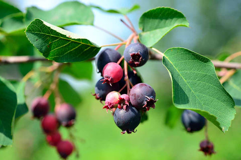 Saskatoon Berries