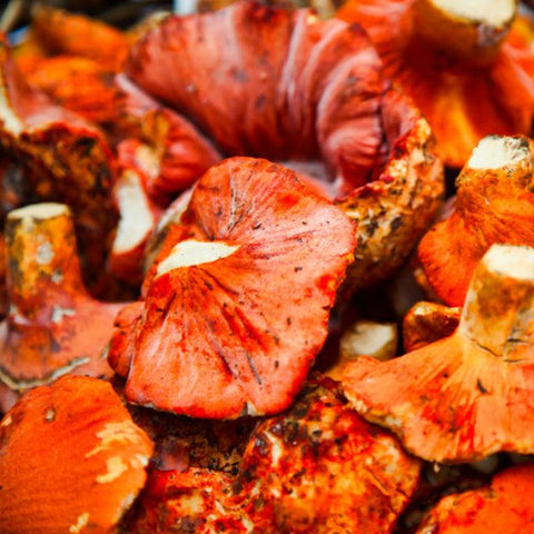 The Makers Way Foraging - Wild Lobster Mushrooms (1/2lbs)