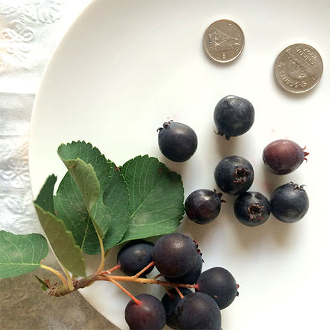 Blue Sky Berries - Fresh Saskatoon Berries
