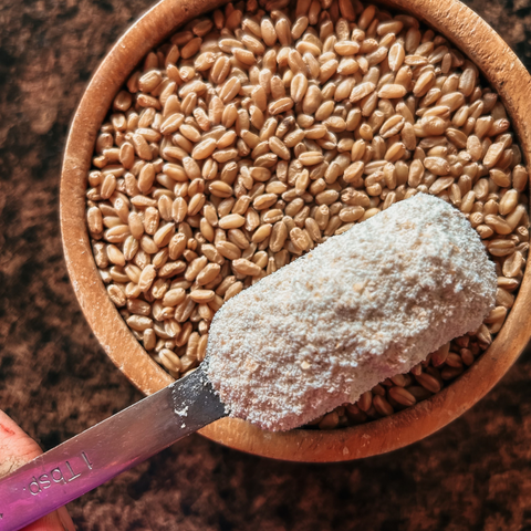 Living Sky Farms - Flour (5lbs)
