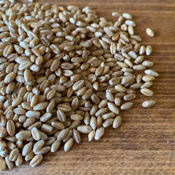 Living Sky Farms - Whole Grain Berries (5lbs)