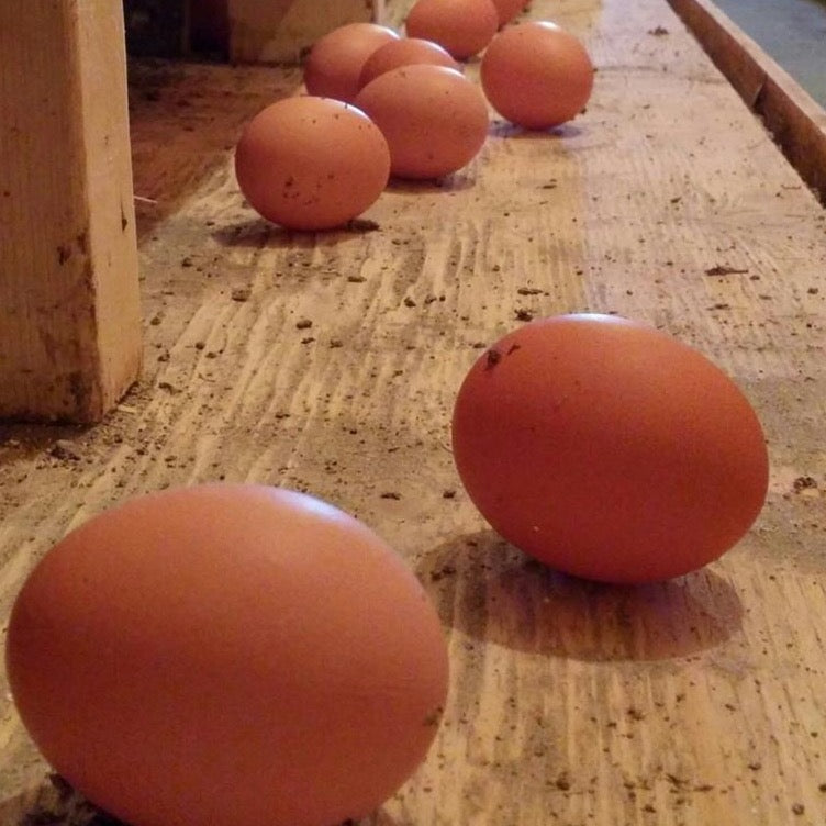 Prairie Sunrise - Farm Fresh Eggs